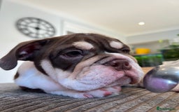 English Bulldog dogs for sale: One Beautiful Cuddly Girl Left 🏠💗 - Image 7