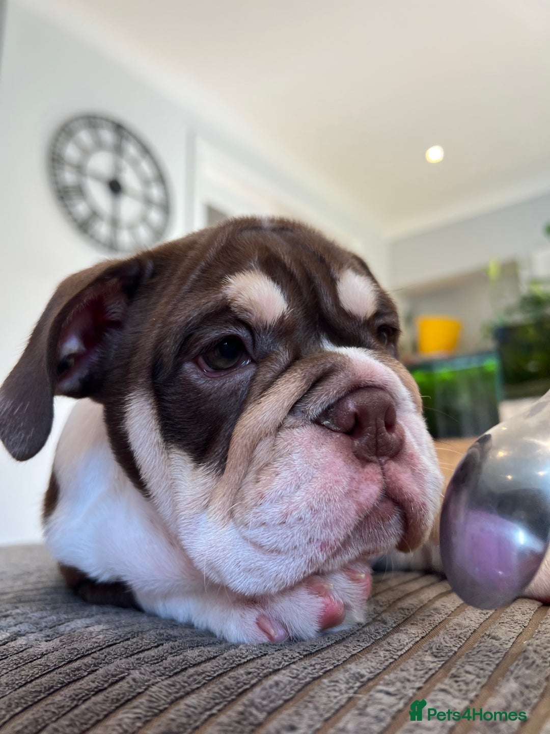 English Bulldog dogs for sale: One Beautiful Cuddly Girl Left 🏠💗 - Image 7