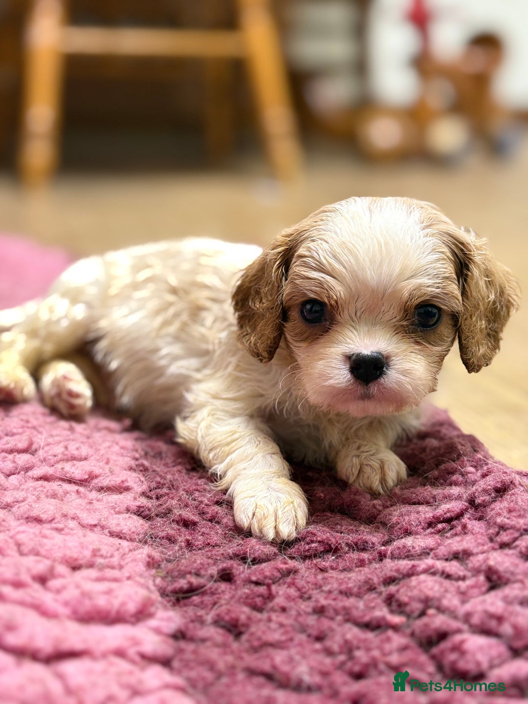 Cavalier King Charles Spaniel dogs for sale: Specialist Health Tested Cavalier King Charles  - Advert 1