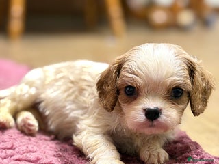 Cavalier King Charles Spaniel dogs Specialist Health Tested Cavalier King Charles - Advert 11