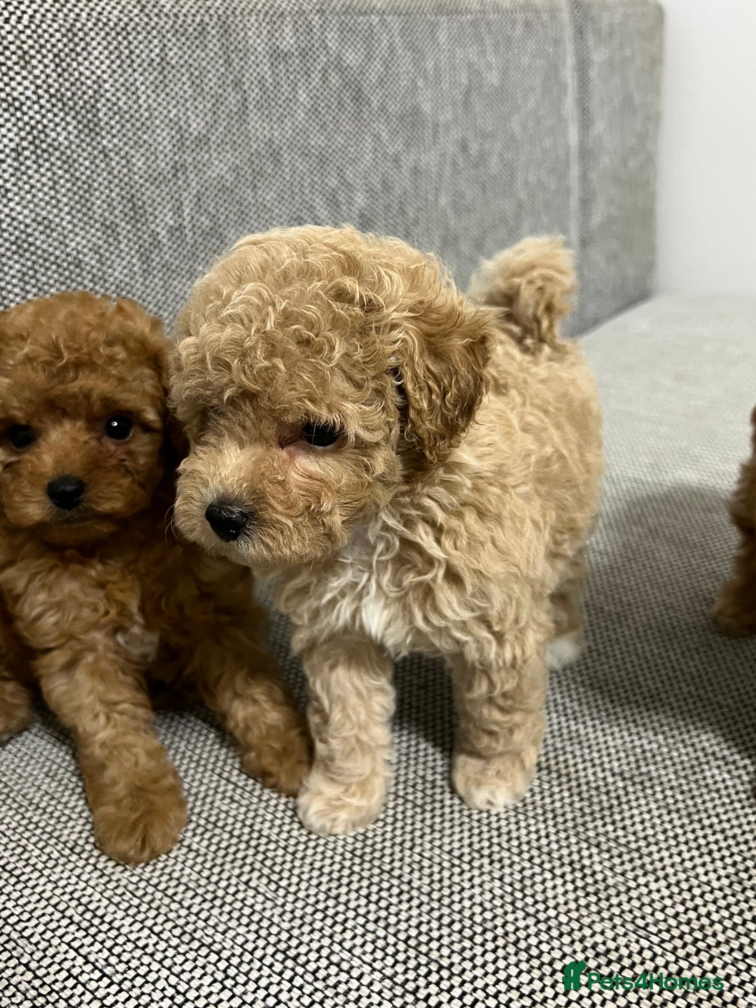 Maltipoo dogs for sale: ✨ Maltipoo F1B females – Ready 1st December ✨ - Advert 5