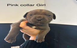 Cane Corso dogs for sale: Cane Corso Puppies  - Advert 28