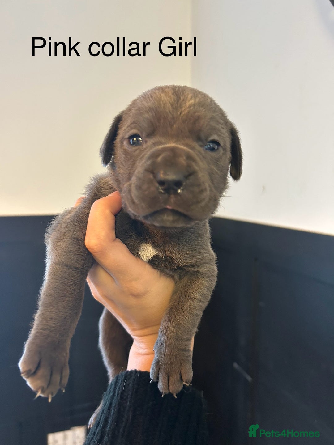 Cane Corso dogs for sale: Cane Corso Puppies  - Advert 28