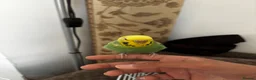Budgerigars birds for sale: A lovely tamed female budgie NO CAGE INCUDED in Rochdale - Advert 2