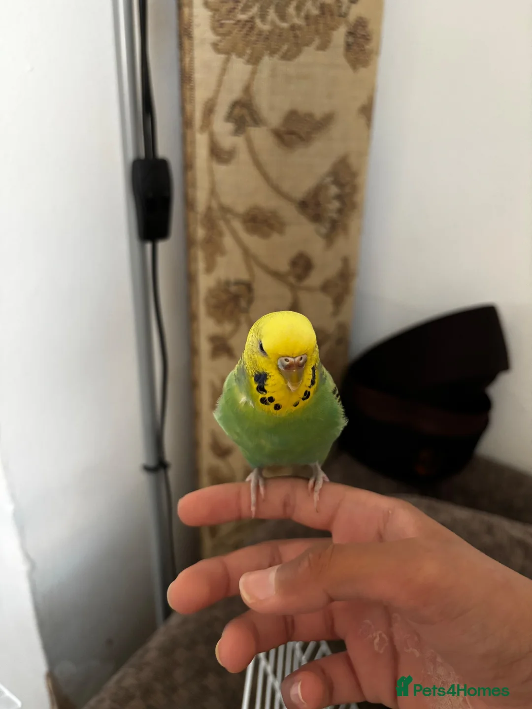 Budgerigars birds for sale: A lovely tamed female budgie NO CAGE INCUDED in Rochdale - Advert 2