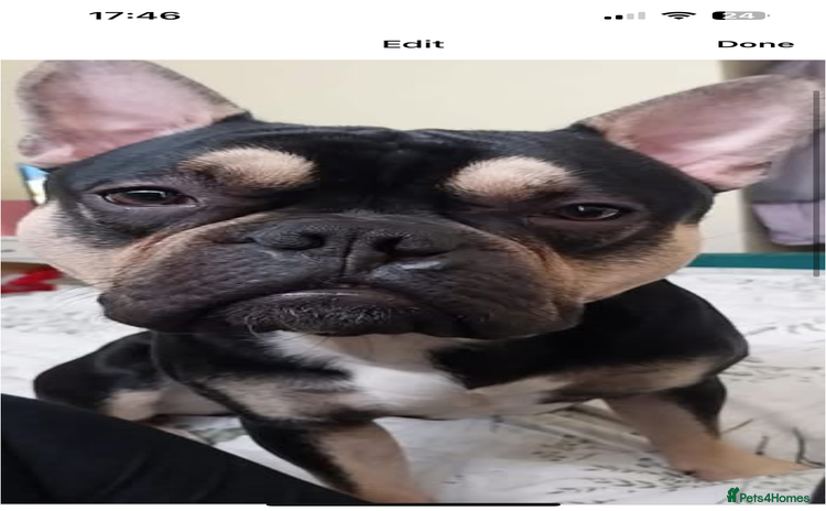 Mixed Breed dogs - Advert 4