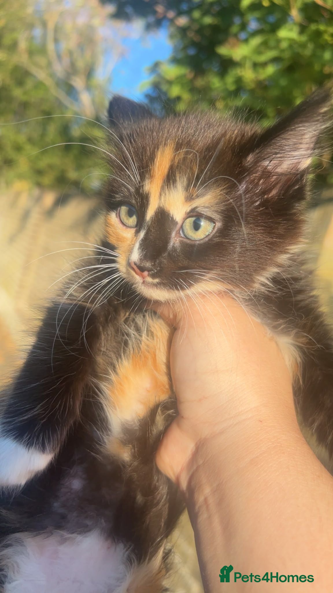 Mixed Breed cats 3 kittens 8 weeks old ready for forever homes  - Advert 13