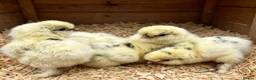 Chickens poultry for sale: Usa bearded  Silkies  - Advert 6