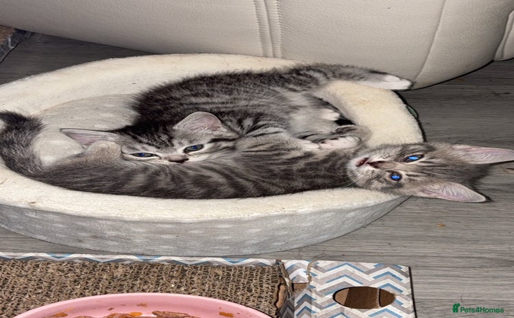 British Shorthair cats - Advert 11