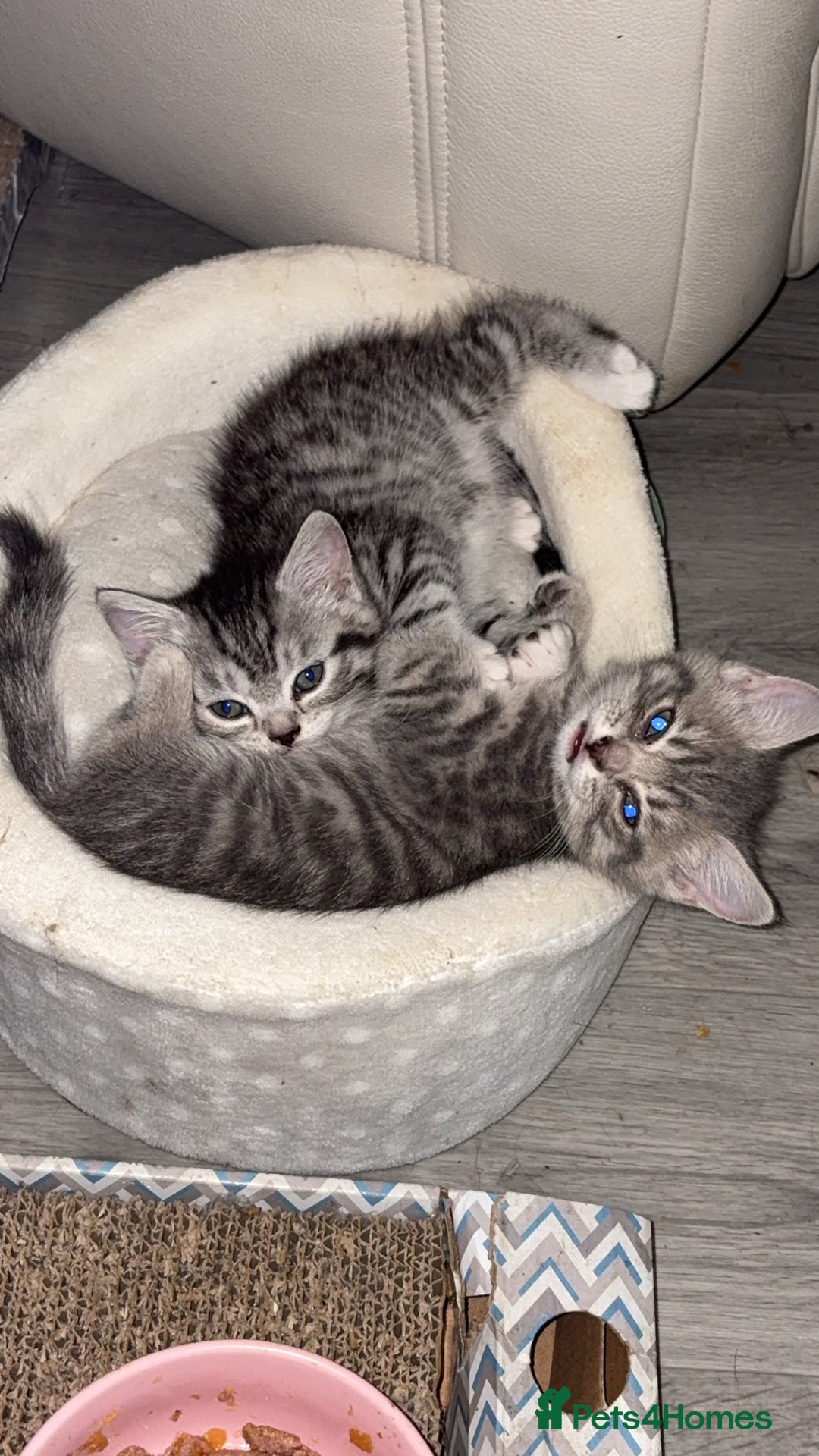 British Shorthair cats for sale: half british shorthair - Image 1