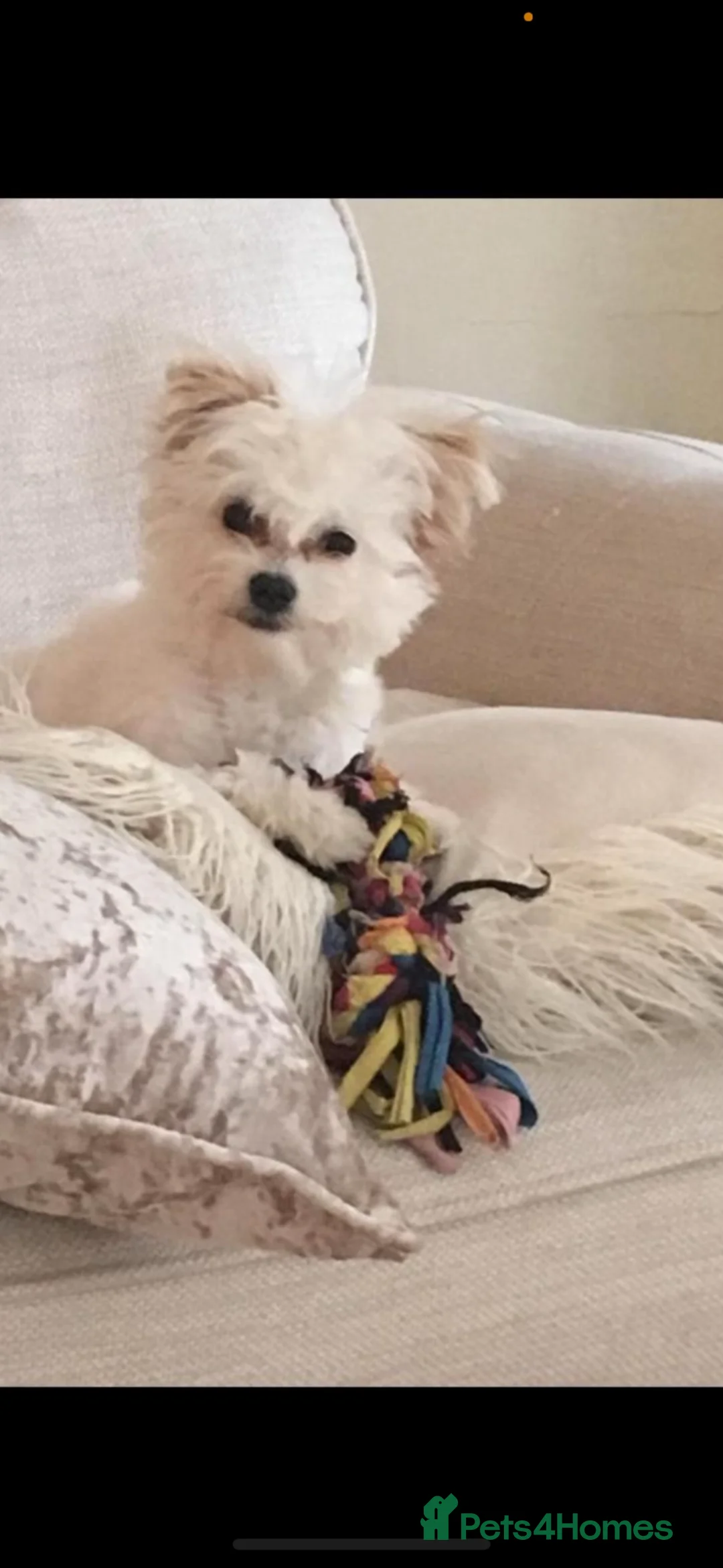 Morkie dogs for sale: Very tiny morkie babies  - Advert 2