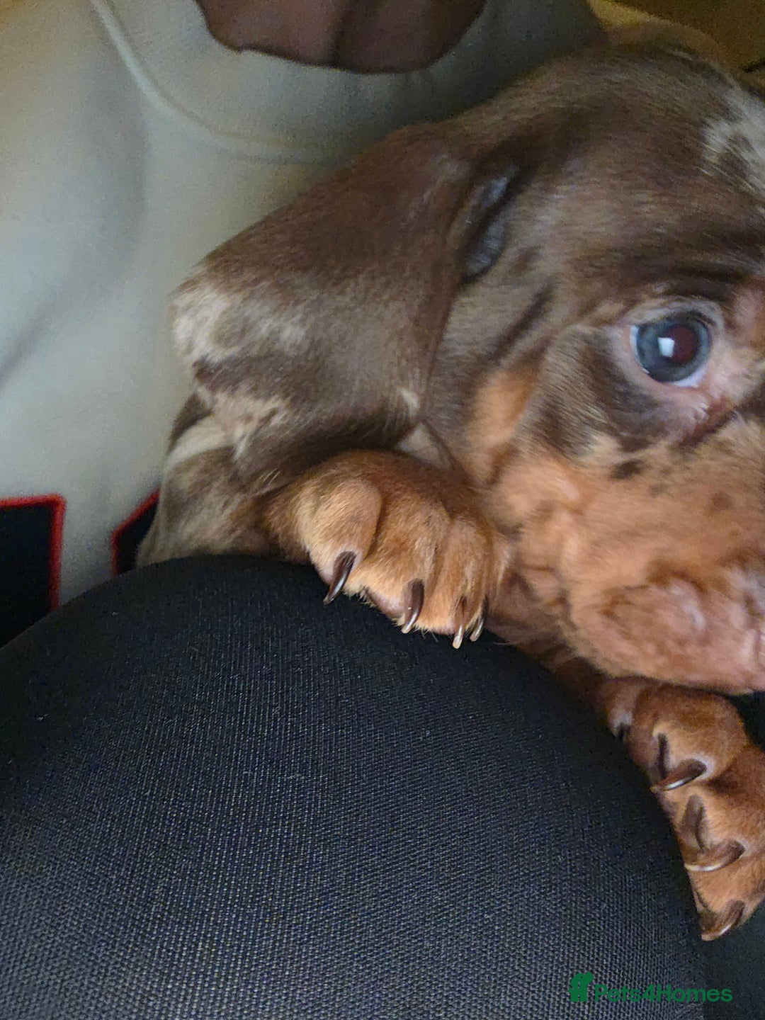 Dachshund dogs for sale: Standard Dachshund Puppies - Advert 6