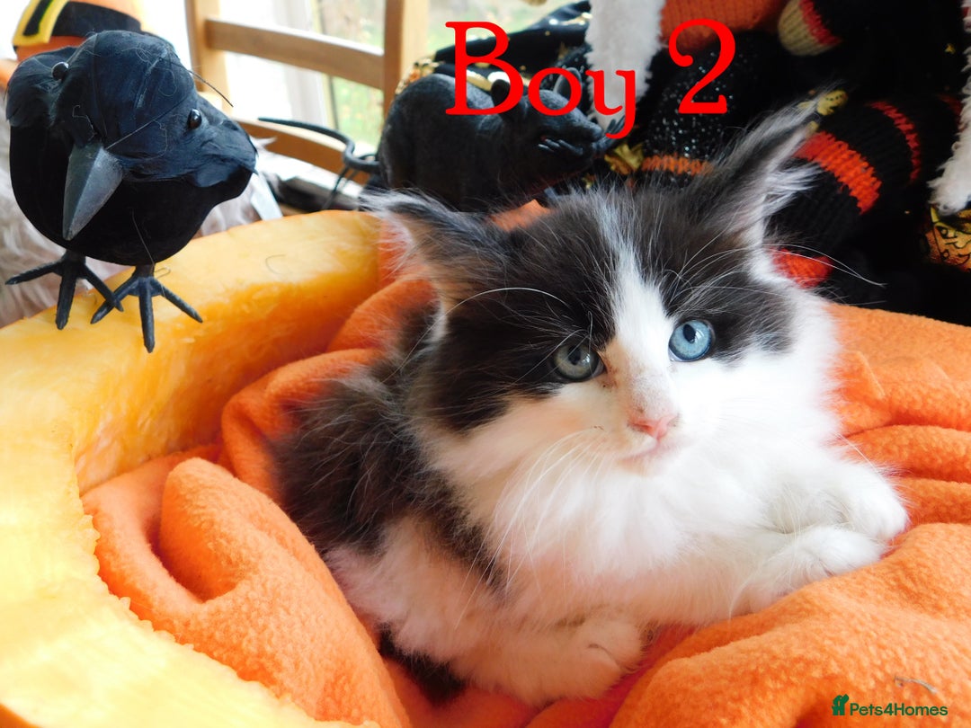 Maine Coon cats for sale: FABULOUS FLUFFY PEDIGREE MAINE COON KITTENS - Image 7