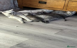 British Shorthair cats for sale: *stunning* silver tabby British short haired  - Image 19