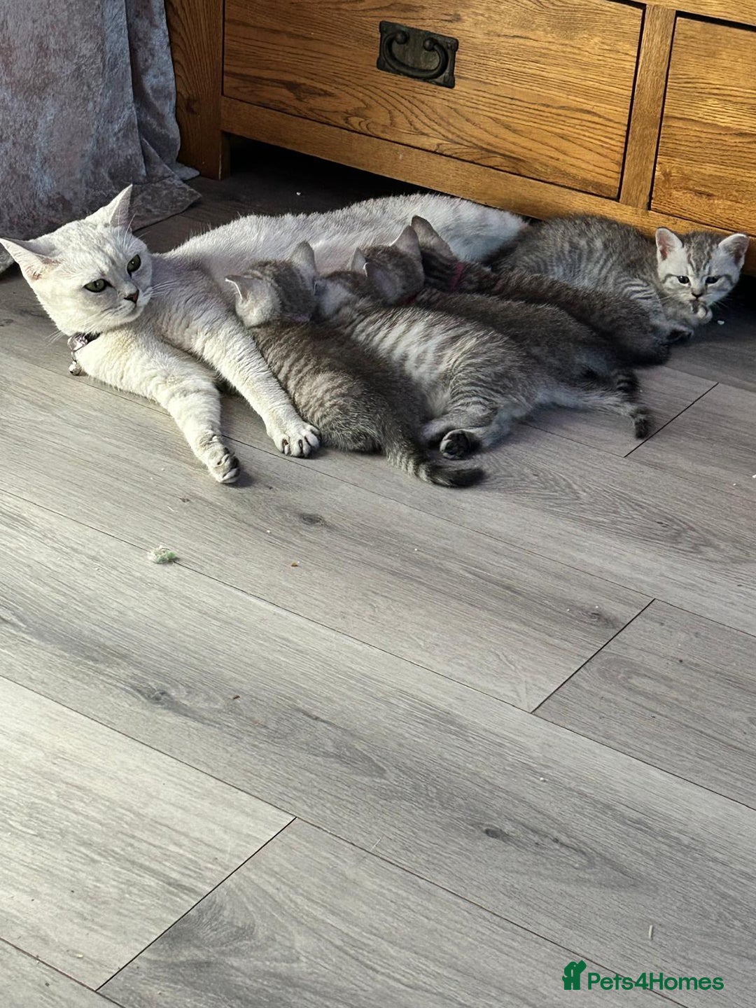 British Shorthair cats for sale: *stunning* silver tabby British short haired  - Image 19