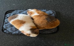 Guinea Pig rodents for sale: Teddy Guinea Pigs  - Image 5