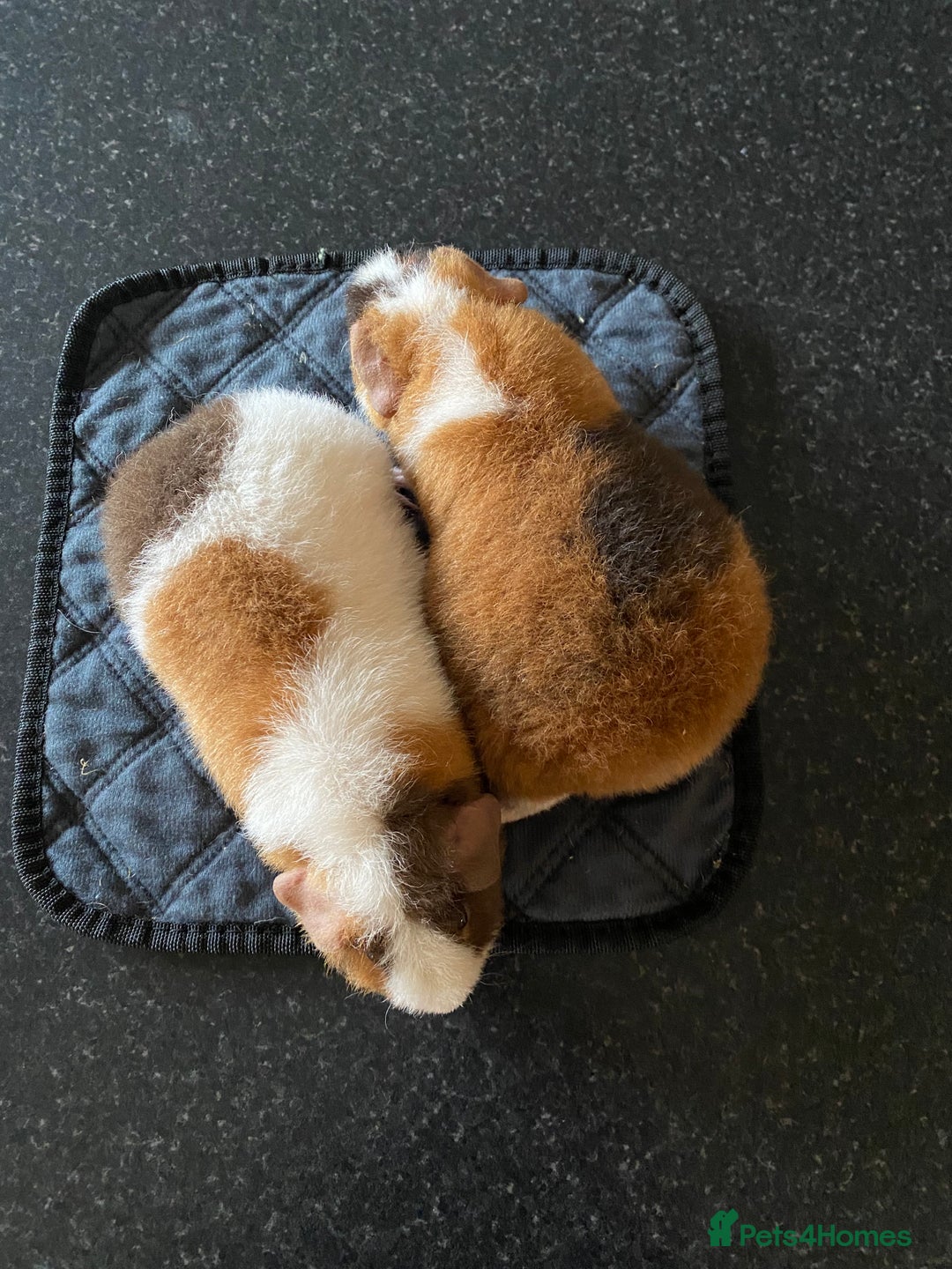 Guinea Pig rodents for sale: Teddy Guinea Pigs  - Image 5