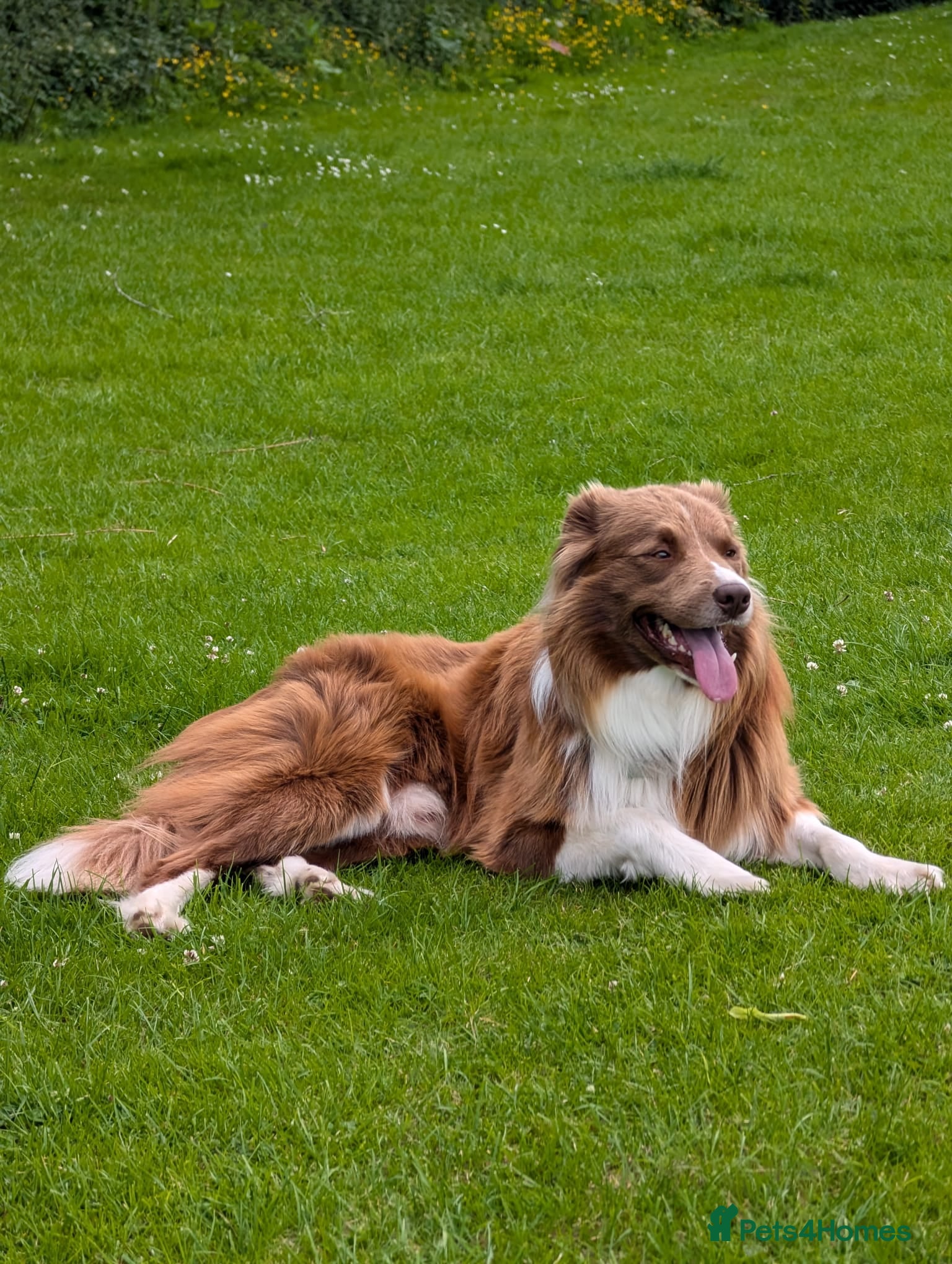 Border Collie dogs DNA cleared border collie for stud - Advert 13