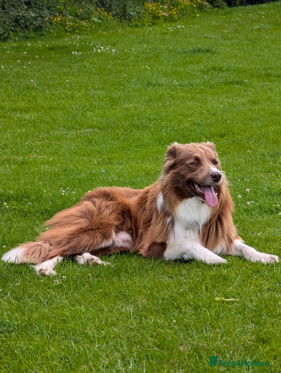 Border Collie dogs for stud: DNA cleared border collie for stud - Advert 1