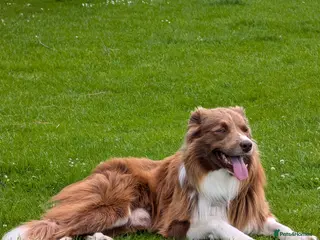 Border Collie dogs DNA cleared border collie for stud - Advert 12