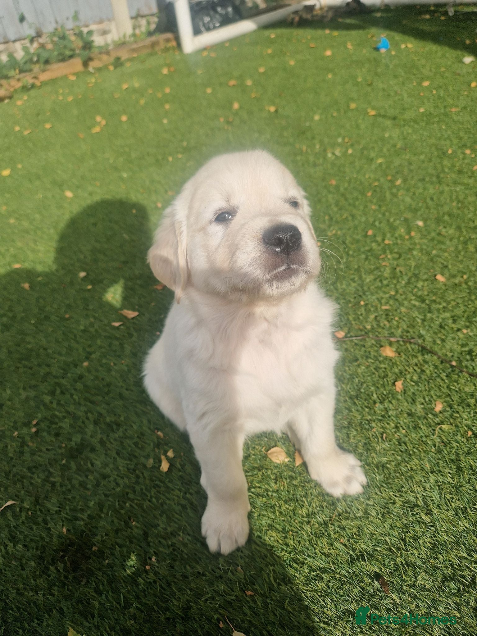 Golden Retriever dogs Stunning Cream KC registered Golden Retrievers  - Advert 2
