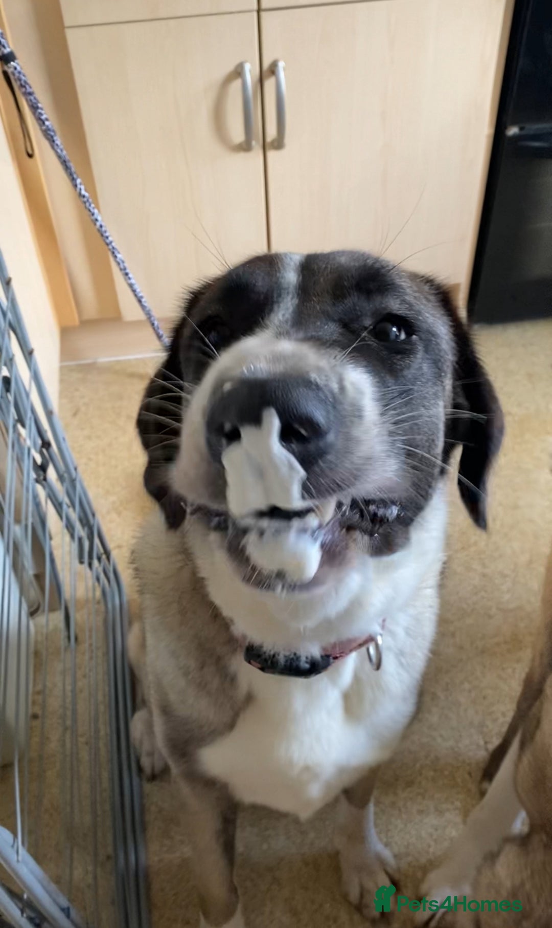 Mixed Breed dogs for sale: Loving giant 2 y/o girl - Advert 5