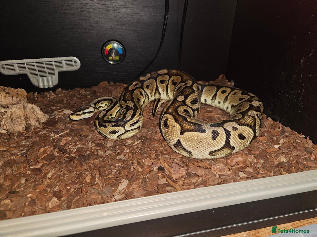 Python Snake reptiles for sale: Royal python Bolton area - Image 1