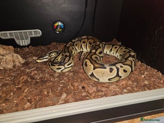 Python Snake reptiles - Advert 13