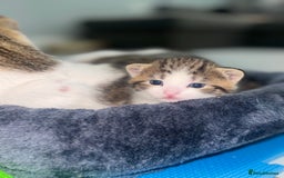 Mixed Breed cats for sale: MIXED TABBY - Image 10