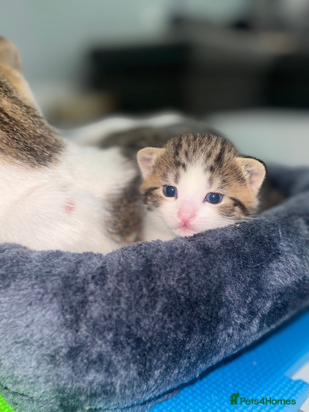 Mixed Breed cats for sale: MIXED TABBY - Image 10