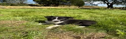 Border Collie dogs for sale: 4 Beautiful Border Collie Pups  in Lancaster - Advert 12