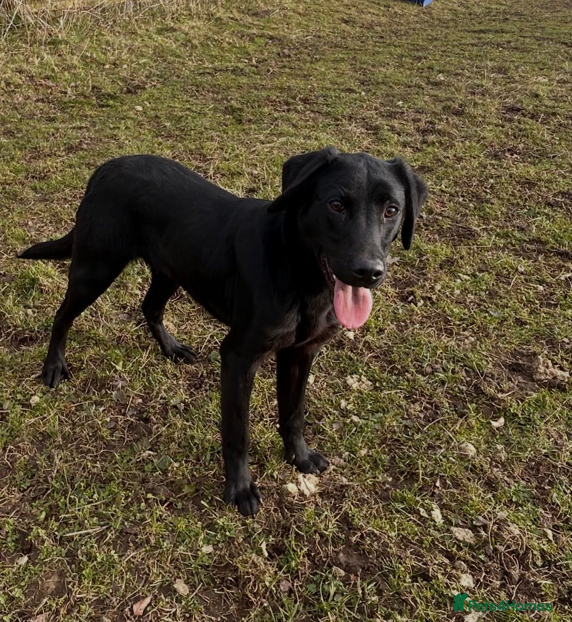 Labrador Retriever dogs Part trained lab dog - Advert 1