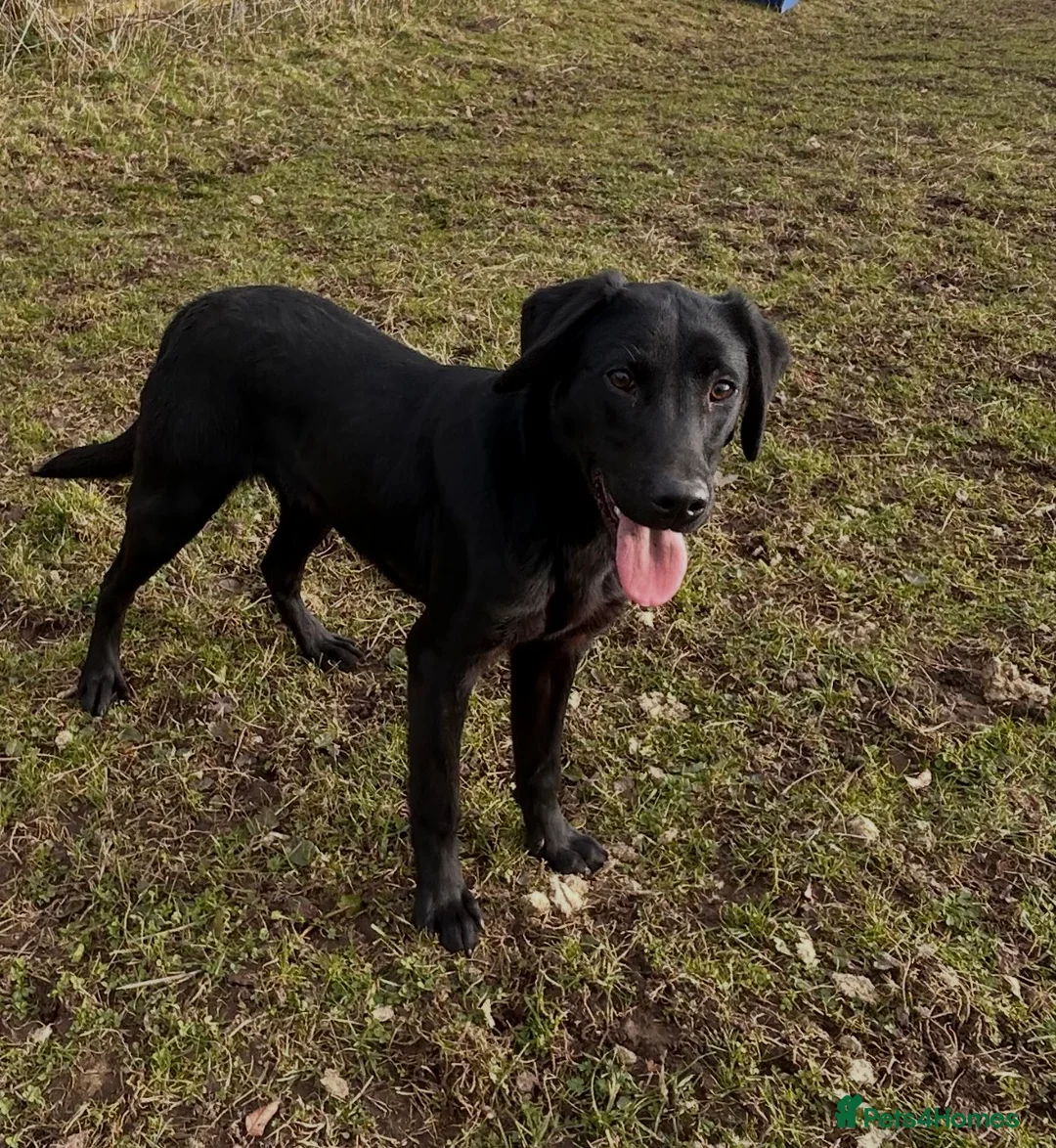 Labrador Retriever dogs for sale: Part trained lab dog - Advert 1