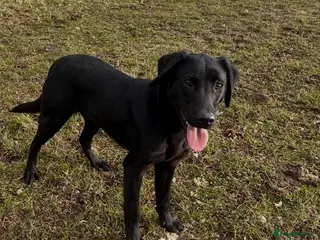 Labrador Retriever dogs Part trained lab dog - Advert 1