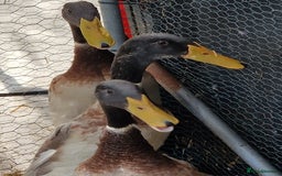 Ducks poultry for sale: Indian runner drakes - Image 7