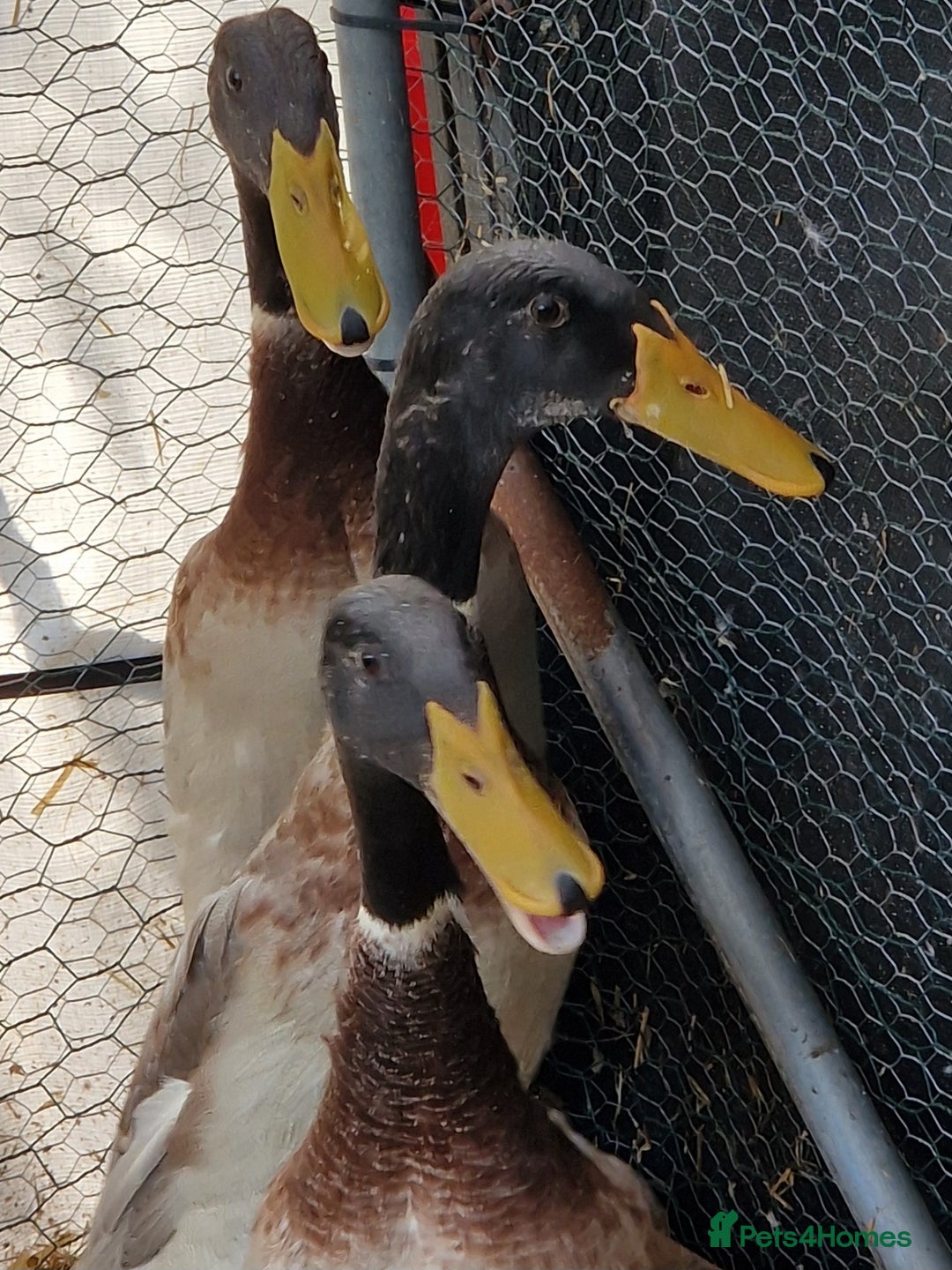 Ducks poultry for sale: Indian runner drakes - Image 7