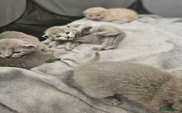 British Shorthair cats for sale: British Shorthair x Scottish Fold - Image 1