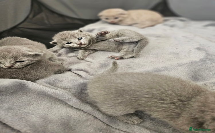 British Shorthair cats - Advert 7