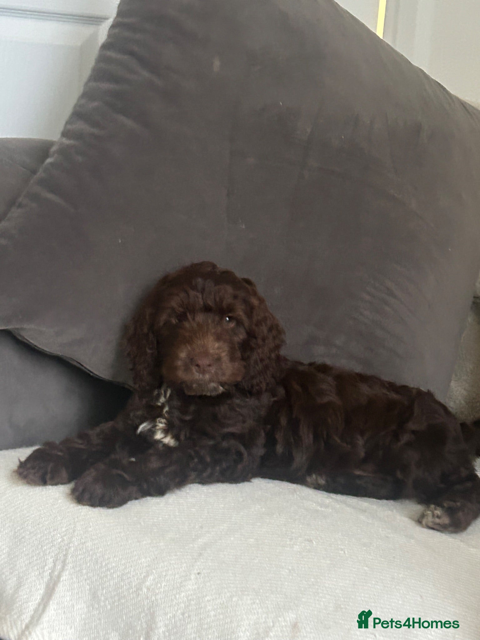 Cockapoo dogs Tiny toy cockapoo - Advert 5