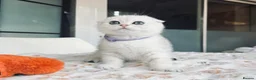 Scottish Fold cats for sale: Beautiful TICA-Registered Scottish Fold Kittens - Advert 11