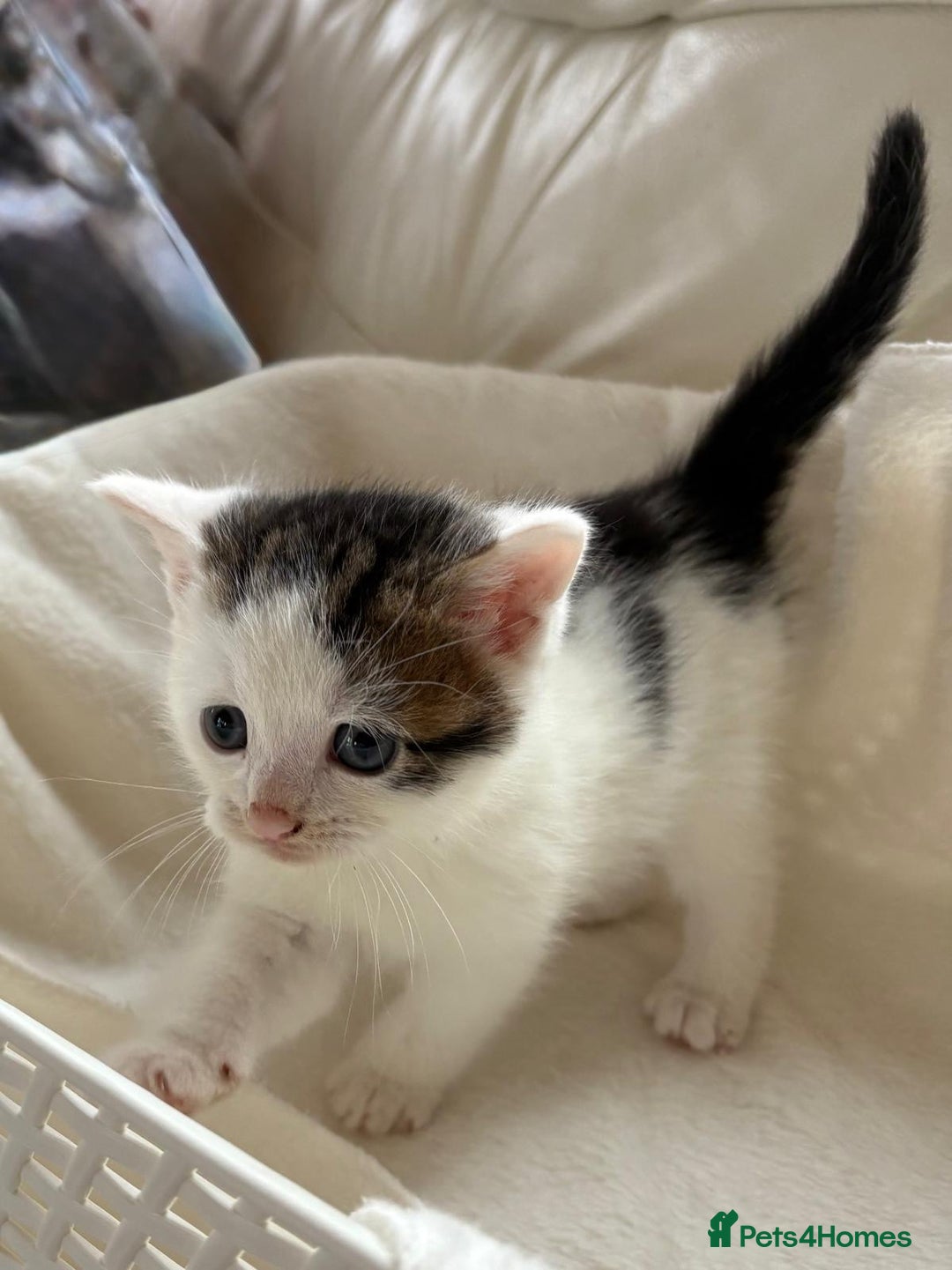 British Shorthair cats for sale: British Shorthair Kittens!  - Image 6