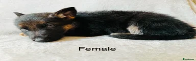 German Shepherd 5