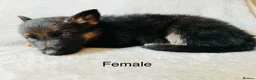 German Shepherd dogs for sale: Gorgeous German shepherd pups for sale  in Durham - Advert 6