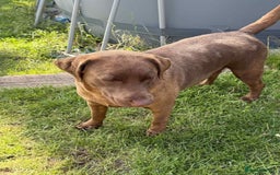 Labrador Retriever dogs for sale: Adult chocolate Labrador health tested  - Image 3