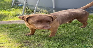 Labrador Retriever dogs - Advert 6