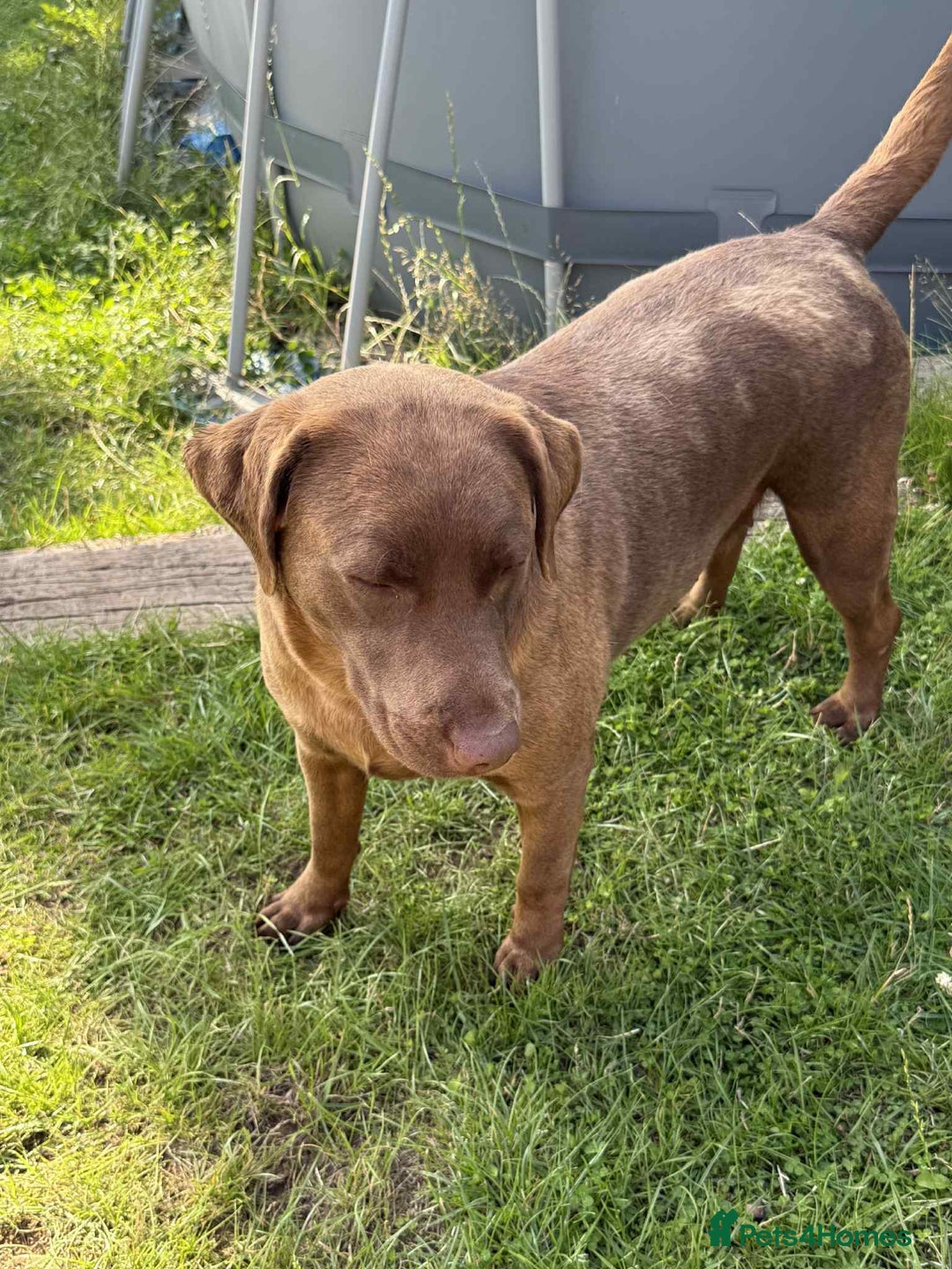 Labrador Retriever dogs for sale: Adult chocolate Labrador health tested  - Image 3