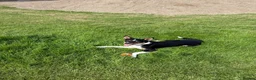 Mixed Breed dogs for sale: Lennie the kelpie x collie in Bampton - Advert 3