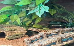 Leopard Gecko reptiles for sale: Leopard gecko with full enclosure  - Advert 4