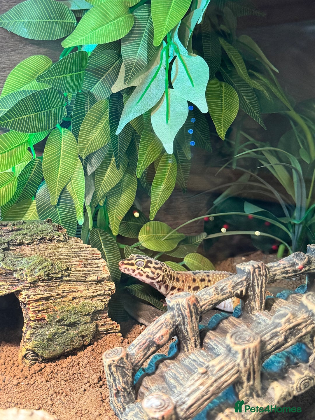 Leopard Gecko reptiles for sale: Leopard gecko with full enclosure  - Advert 4