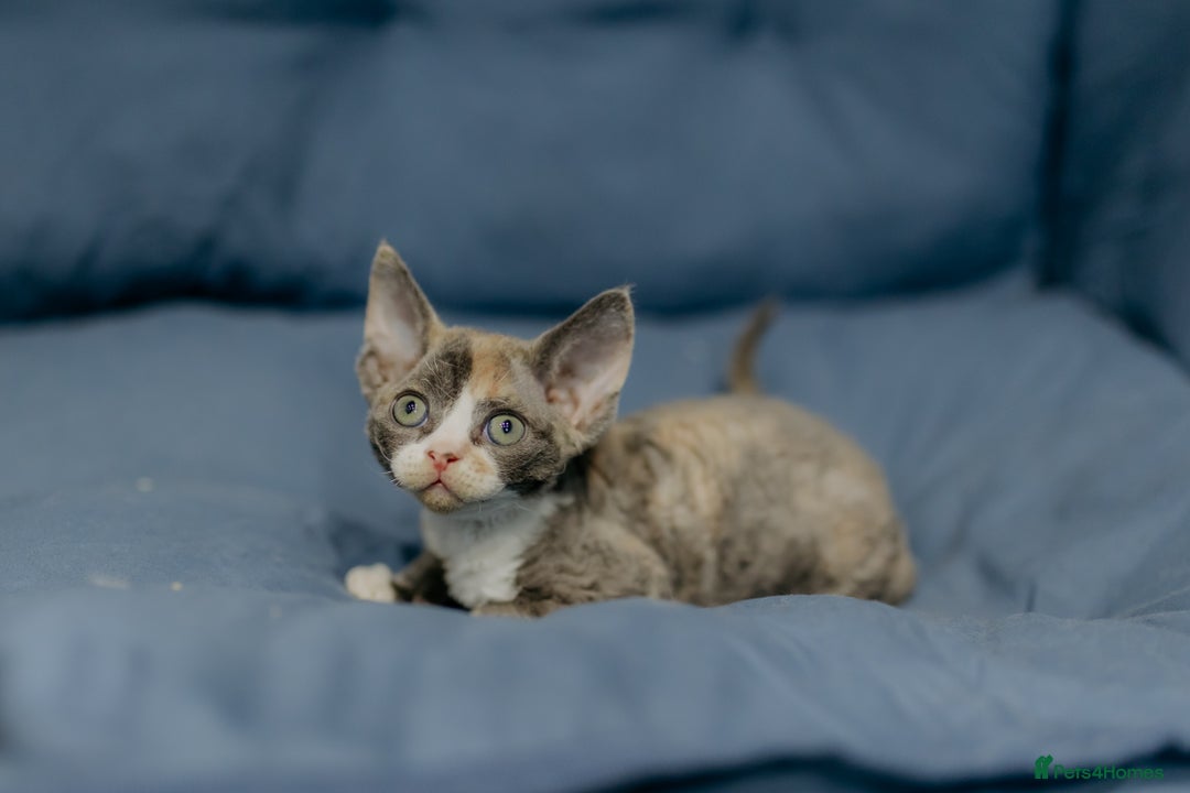 Devon Rex cats for sale: Adorable GCCF Registered DevonRex Kittens FOR SALE - Advert 18